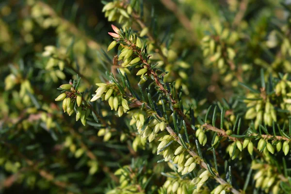 Darley Dale Heath Łacińska Nazwa Erica Darleyensis — Zdjęcie stockowe