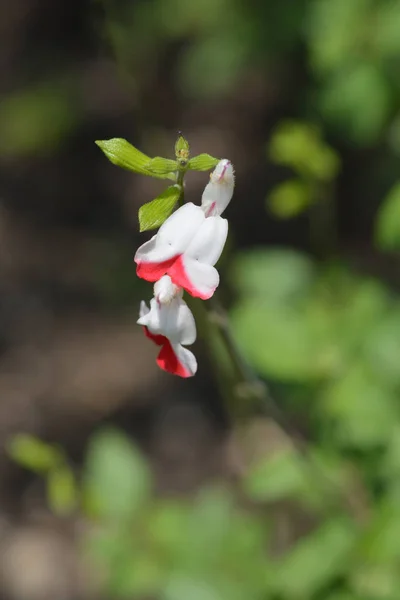 Białe Czerwone Dziecko Mędrzec Łacińska Nazwa Salvia Microphylla — Zdjęcie stockowe