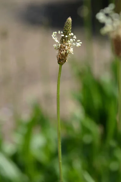 Ribwort Plantain Латинское Название Plantago Lanceolata — стоковое фото