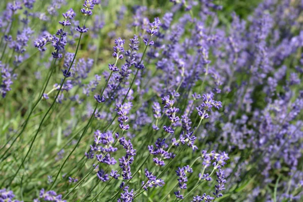 Lavanda Común Nombre Latino Lavandula Angustifolia Delphinensis —  Fotos de Stock