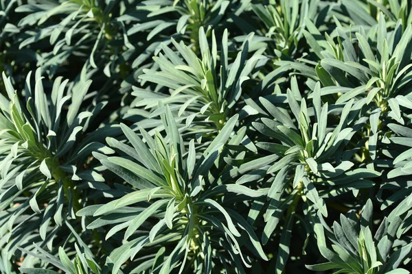 Sparge Black Pearl Φύλλα Λατινική Ονομασία Euphorbia Characias Black Pearl — Φωτογραφία Αρχείου