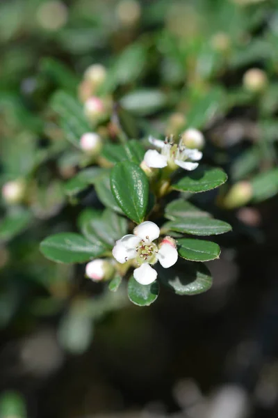 Littleleaf Cotoneaster Latin Name Cotoneaster Microphyllus — Stock Photo, Image