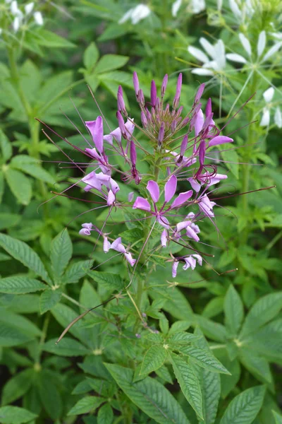 Flor Aranha Rose Queen Nome Latino Cleome Hassleriana Rose Queen — Fotografia de Stock