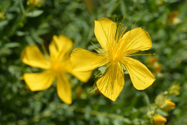 Monte Olympus Johns Wort Nombre Latino Hypericum Olympicum —  Fotos de Stock