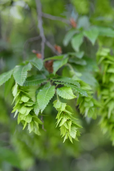 Trompa Oriental Nome Latino Carpinus Orientalis — Fotografia de Stock