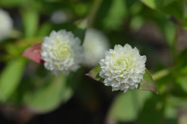 Amaranto Globo Branco Nome Latino Gomphrena Globosa Alba — Fotografia de Stock