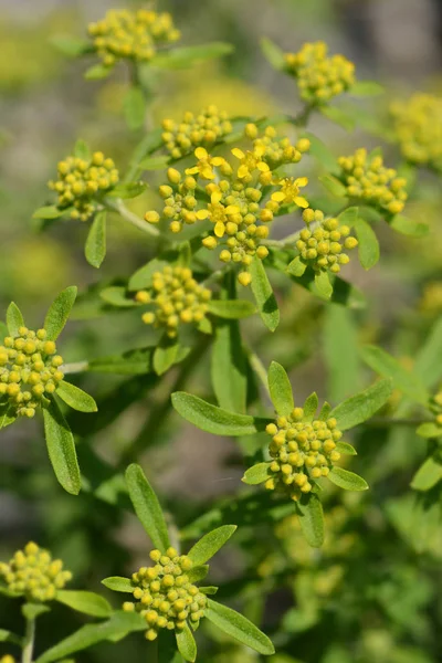 Gul Tofs Blomknoppar Latinskt Namn Alyssum Murale — Stockfoto