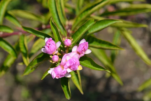 Barbados Karviainen Latinankielinen Nimi Pereskia Aculeata — kuvapankkivalokuva