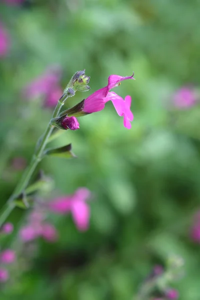 Dziecko Mędrzec Różowy Rumieniec Łacińska Nazwa Salvia Microphylla Różowy Rumieniec — Zdjęcie stockowe