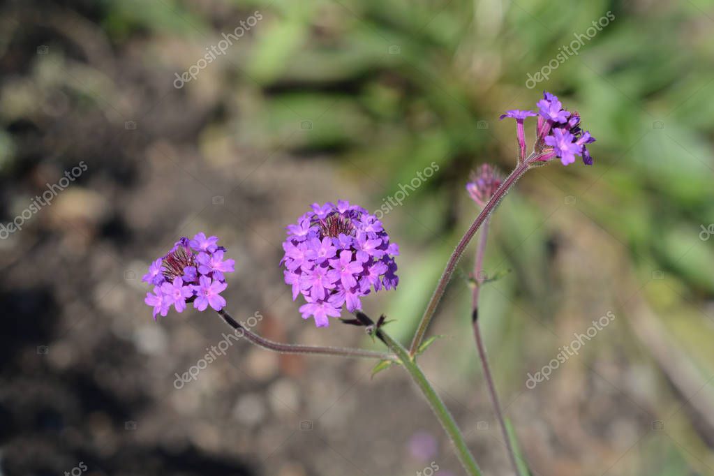 Verbena esbelta Nombre en latín Verbena rigida (Verbena venosa) 2022