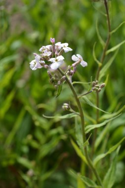 Kadınlar roketi - Latince adı - Hesperis matronalis