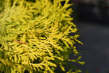 Arborvitae Golden Globe - Latince adı Thuja occidentalis Golden Globe