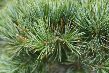 Tempelhof Japon Beyaz Çamı - Latince adı Pinus Parviflora Tempelhof