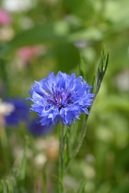 Mavi Cornflower çiçeği - Latince adı - Cyanus segetum (Centaurea siyanus)