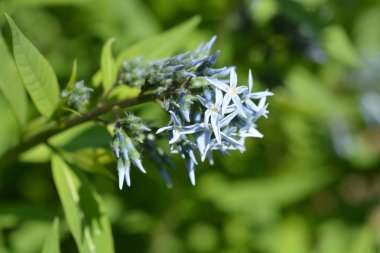 Doğu Bluestar - Latince adı - Amsonia tabernaemontana