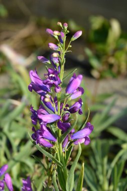 Mor Başlıklı Kız Sakalı - Latince adı Penstemon Barbatus Mor Başlıklı Kız