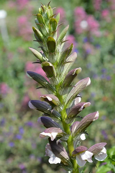 Balkan Bears Breeches Flower Latin Name Acanthus Hungaricus Acanthus Balcanicus — Stock Photo, Image