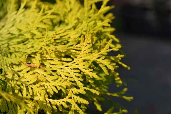 Arborvitae Golden Globe Latince Adı Thuja Occidentalis Golden Globe — Stok fotoğraf