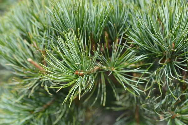 Biała Sosna Japońska Tempelhof Nazwa Łacińska Pinus Parviflora Tempelhof — Zdjęcie stockowe