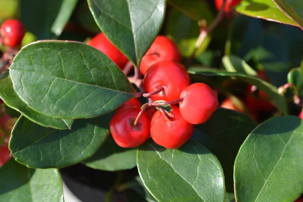 Amerikai Téli Vörös Bogyók Latin Név Gaultheria Procumbens — Stock Fotó