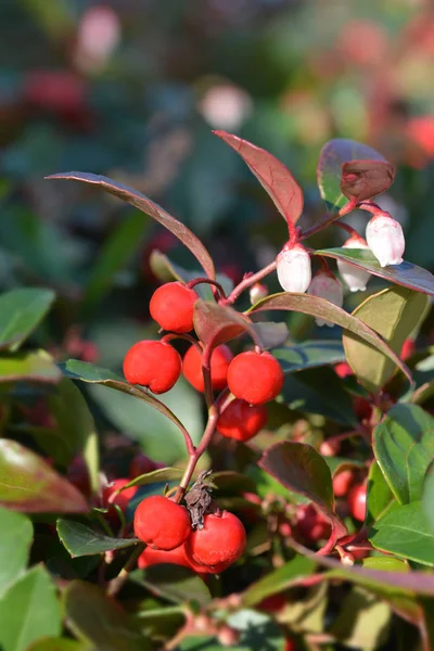 Amerikanische Wintergrüne Rote Beeren Und Weiße Blüten Lateinischer Name Gaultheria — Stockfoto