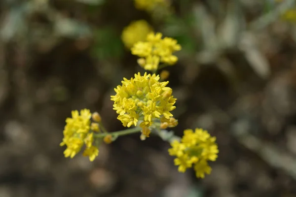 Flor Amarela Endémica Itália Croácia Nome Latino Aurinia Sinuata — Fotografia de Stock