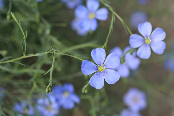Блакитні Альпійські Квіти Латинська Назва Linum Alpinum Subsp Юлікум — стокове фото