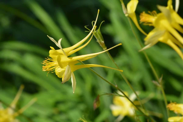 Golden Columbine Latinskt Namn Aquilegia Chrysantha — Stockfoto