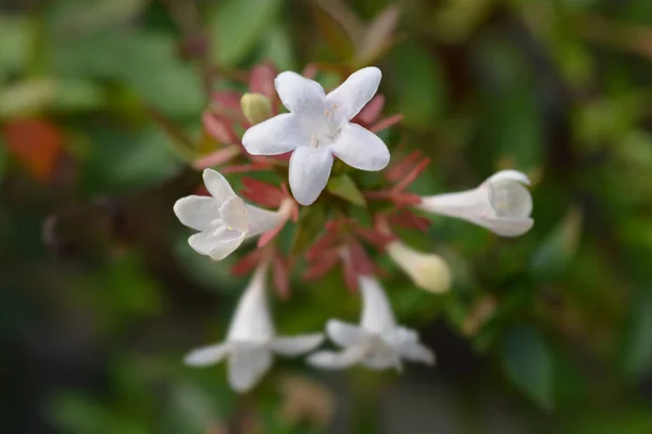 Lesklá Abelie Latinský Název Abelia Grandiflora — Stock fotografie