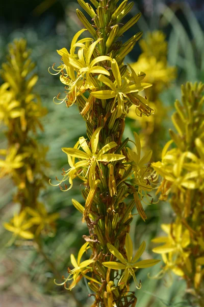 Lança Reis Flor Amarela Nome Latino Asphodeline Lutea — Fotografia de Stock