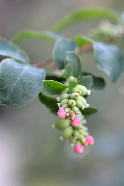 Kwiaty Żurawiny Łacińska Nazwa Symphoricarpos Orbiculatus — Zdjęcie stockowe