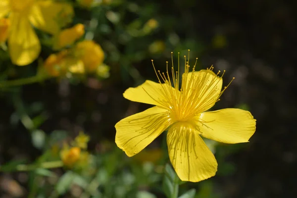 Mount Olympus Johns Wort Latinský Název Hypericum Olympicum — Stock fotografie