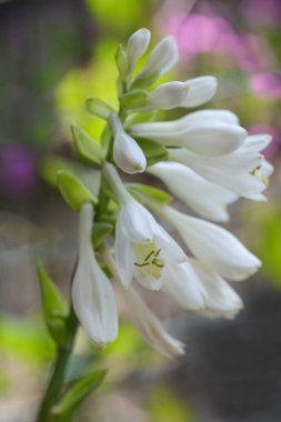Plantain Lily Frances Williams - Latince adı Hosta sieboldiana Frances Williams