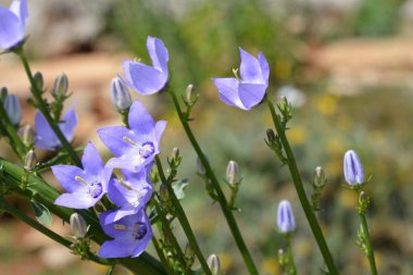 Baca çanı çiçeği - Latince adı - Campanula piramidalis