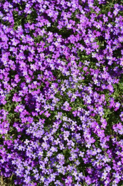 Aubrieta Dr. Mules - Latince adı - Aubrieta x cultorum Dr. Mules