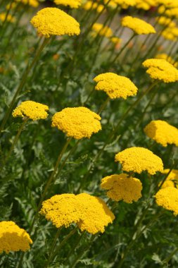 Altın tepsi çiçekleri - Latince adı - Achillea filipendulina Gold plakası