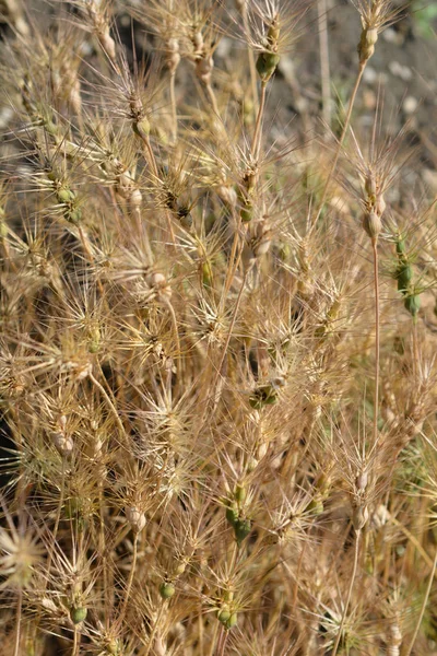 Dry Ovate Goatgrass Latin Name Aegilops Geniculata — Stock Photo, Image