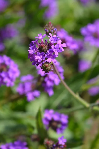 Verbena Rigida Verbena Rigida Verbena Venosa — Fotografia de Stock