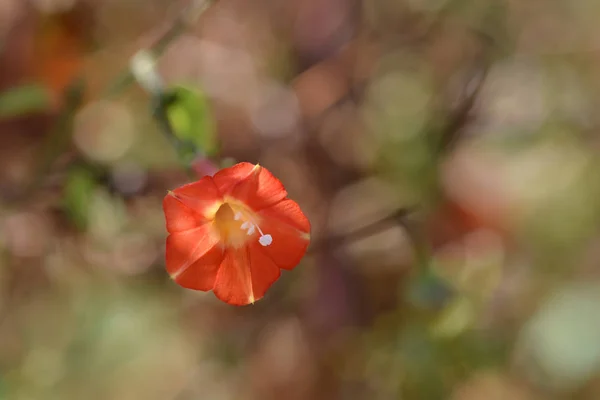 Красная Утренняя Слава Латинское Название Ipomoea Coccinea — стоковое фото