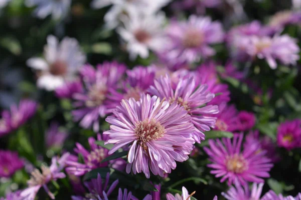 New York Aster Latin Name Symphyotrichum Novi Belgii Aster Novi — Stock Photo, Image