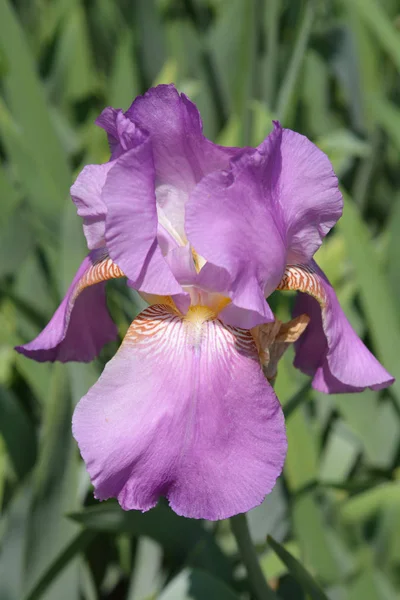 Uzun Sakallı Iris Bne Lord Çiçeği Latince Adı Iris Barbata — Stok fotoğraf