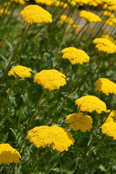 Altın tepsi çiçekleri - Latince adı - Achillea filipendulina Gold plakası