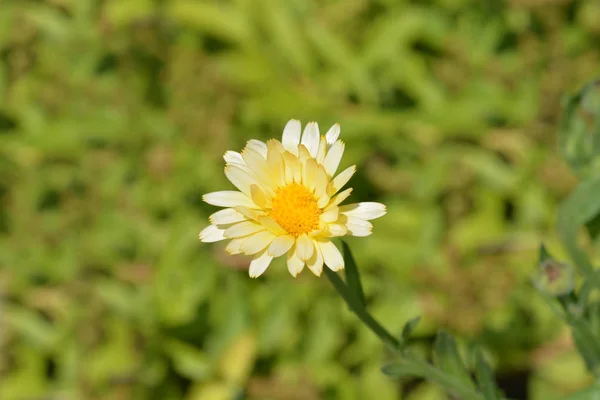 Garden Marigold Latin Name Calendula Officinalis — Stock Photo, Image