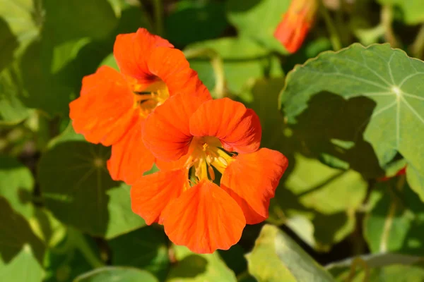 Garden Nasturtium Orange Flower Latin Name Tropaeolum Majus — Stock Photo, Image