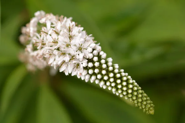 stock image Gooseneck loosestrife - Latin name - Lysimachia clethroides