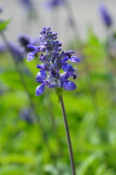 메어리 세이지 라틴어 Salvia Farinacea Evolution — 스톡 사진