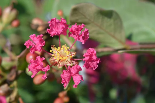 Crepe myrtle With Love Kiss - Latin name - Lagerstroemia indica With Love Kiss