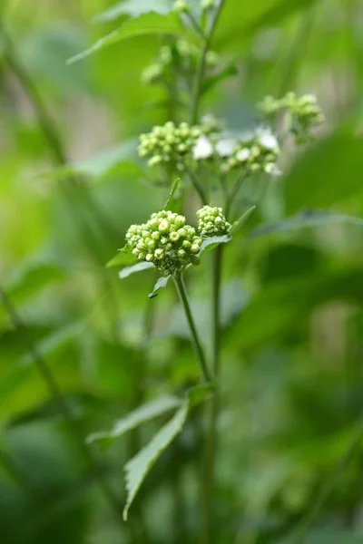 Bílý Had Latinské Jméno Ageratina Altissima — Stock fotografie