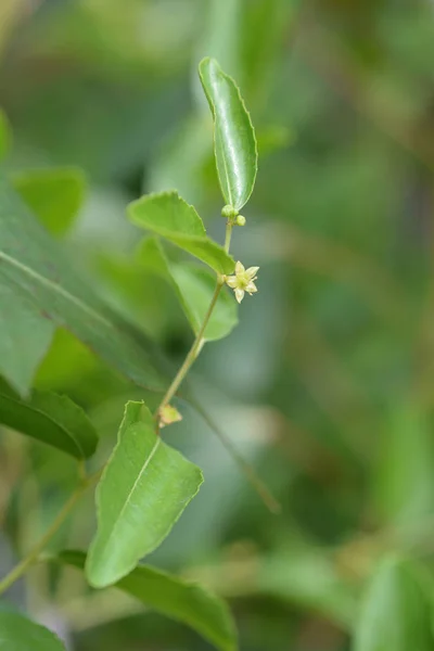 Jujube Flower Латинское Название Ziziphus Jujuba — стоковое фото