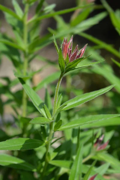 Narrowleaf Evening Primrose Flower Bud Latin Name Oenothera Fruticosa — стокове фото